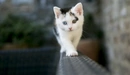 Картинка: Котёнок с разным цветом глаз.