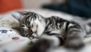 Картинка: Милый серый котик спит