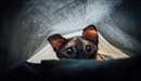 Картинка: Котик под одеялом