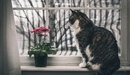 Картинка: Серенький котик сидя на подоконнике смотрит в окно