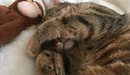 Картинка: Котик закрыл мордочку лапкой