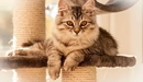 Картинка: Красивый котейка лежит на когтёточке