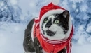 Картинка: Кот в красной шапке