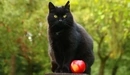 Картинка: Чёрный кот и красное яблоко.