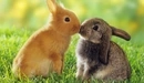 Картинка: Милые крольчата