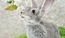 Картинка: Серый кролик нюхает веточку яблони