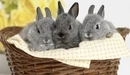 Картинка: Милые серые крольчата.
