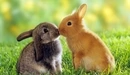 Image: Cute bunnies.