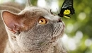 Image: The butterfly sits on the nose of a cat