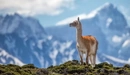Image: The Lama in the mountains