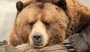Картинка: Грустная морда бурого медведя.