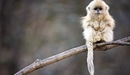 Картинка: Рокселланов ринопитек или золотистая курносая обезьяна - вид китайских обезьян.
