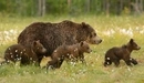 Картинка: Медведица с медвежатами