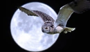 Картинка: Сова летит на фоне большой луны