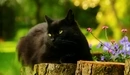 Картинка: Чёрный кот задумчиво лежит на пне в солнечный день.