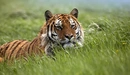 Картинка: Тигр лежит в траве
