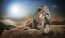 Картинка: Лев - красавец с густой гривой.