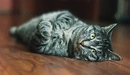 Картинка: Серый кот лежит на полу прижав лапки к груди.