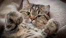 Картинка: Пушистый котик лежит на пледе прищурив один глаз
