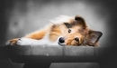 Картинка: Миленькая собачка лежит на скамейке