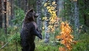 Картинка: Бурый медведь в осеннем лесу стоит на двух задних лапах.