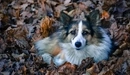 Картинка: Собака лежит на сухих осенних листьях.