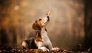 Картинка: Листочек падает на мордочку собаки