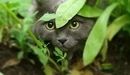 Картинка: Кот охотится из укрытия