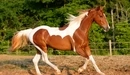 Картинка: Лошадь красивого окраса.