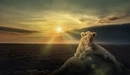 Image: Lion cub lying on the rock.