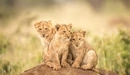 Картинка: Трое львят сидят на холме