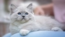 Картинка: Котёнок с голубыми глазами.