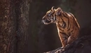 Картинка: Маленький тигрёнок озирается