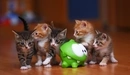 Картинка: Пять маленьких котят окружили Ам-няма.