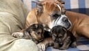Картинка: Собака с щенками лежат на диване