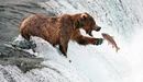 Картинка: Медведь ловит лосося выпрыгнувшего из воды.