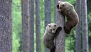 Картинка: Два медвежонка взобрались на дерево.