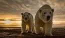 Картинка: Белые медведи на фоне заката.
