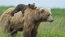 Картинка: Мама-медведица с медвежонком.