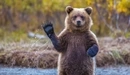 Картинка: Привет от медведя.