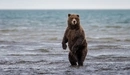 Image: Bear bruin.