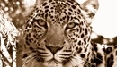 Картинка: Милая мордочка леопарда