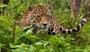 Image: Jaguar hid in the grass.
