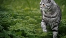 Картинка: Кошка идёт по зелёной траве.