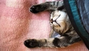 Картинка: Кошка спит на спине укрытая одеялом с вытянутыми лапками