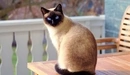 Картинка: Сиамская кошка с голубыми глазами сидит на столе