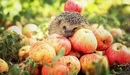 Картинка: Ёжик сидит на яблоках