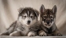 Картинка: Два маленьких щенка лежат рядышком