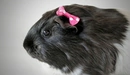 Картинка: Чёрно-белая морская свинка с розовым бантиком.