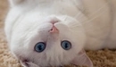 Картинка: Белый кот с голубыми глазами лежит на спине.